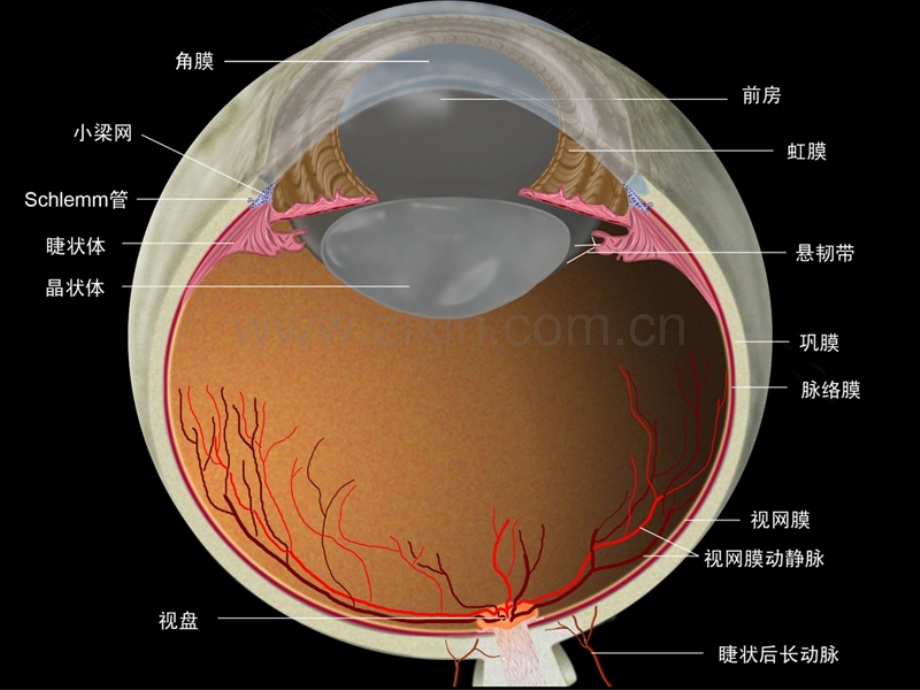 眼的解剖生理.ppt_第3页