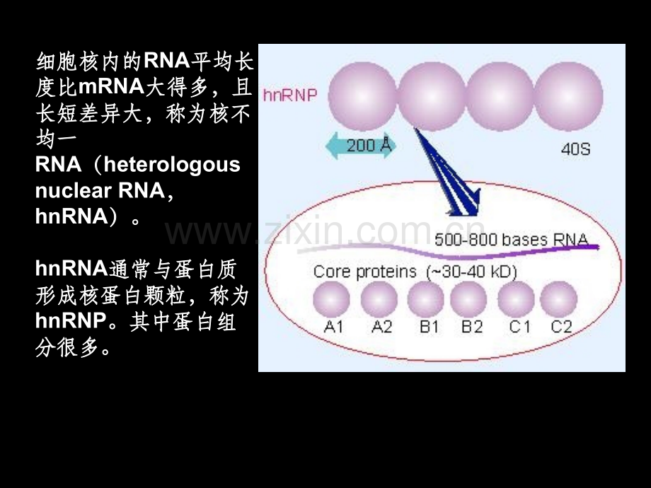 《RNA剪接和加工》PPT课件.ppt_第2页