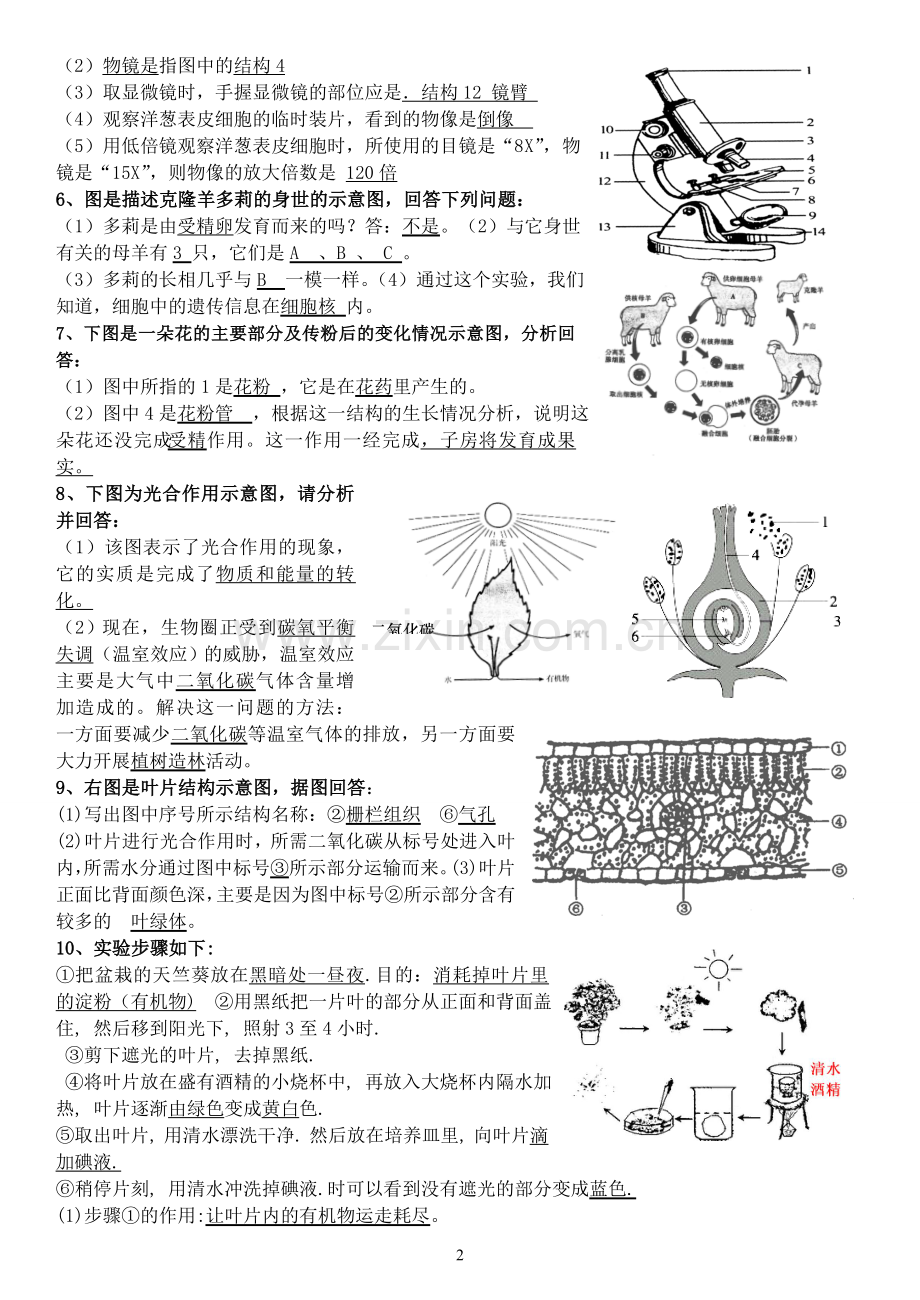 生物七年级生物上册识图题带答案.doc_第2页