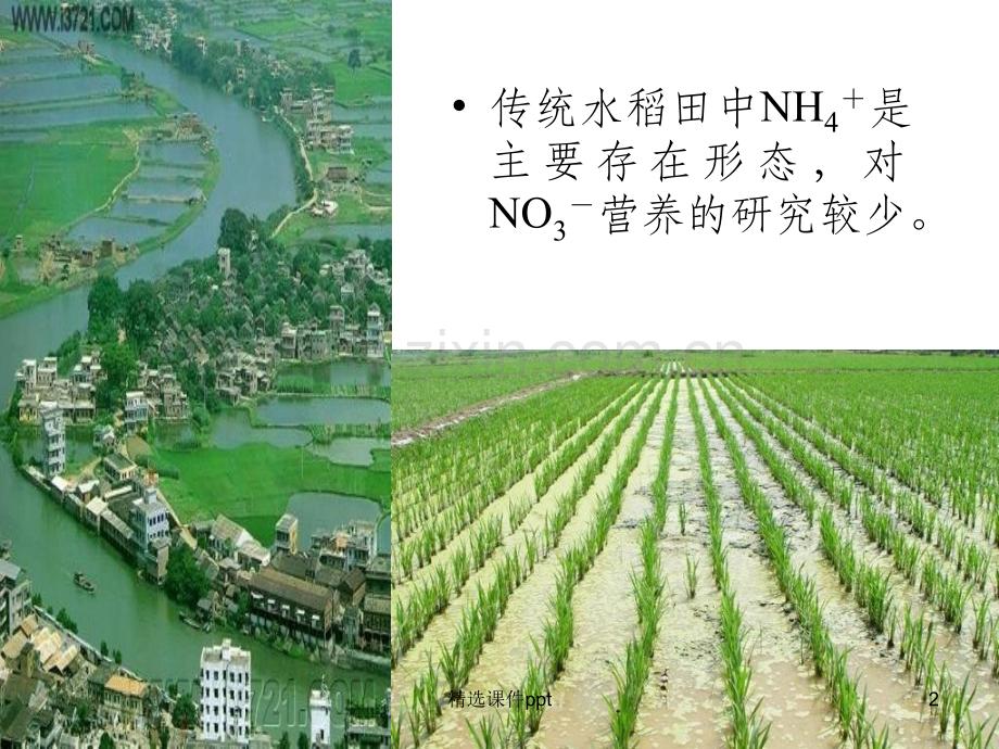 《N专题增硝营养》PPT课件.ppt_第2页