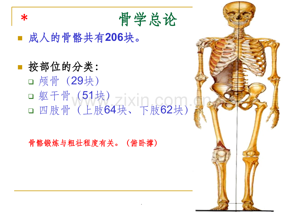 《人体解剖学》躯干骨解剖.ppt_第3页