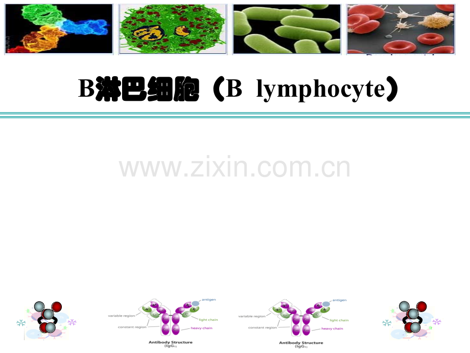 [免疫学]B细胞医学PPT课件.ppt_第1页