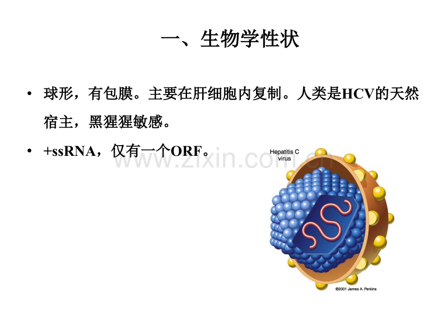 丙型肝炎病毒医学PPT课件.pptx_第2页