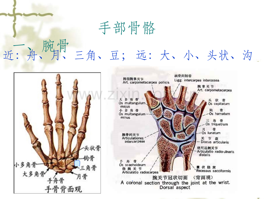 手部解剖及肌肉.ppt_第1页