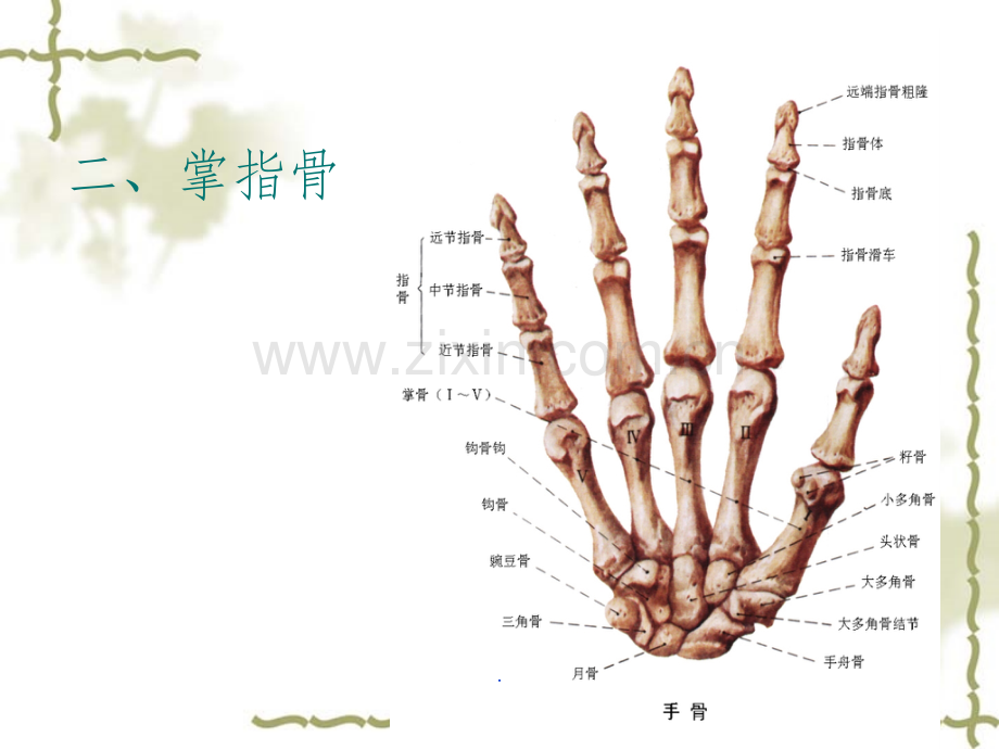 手部解剖及肌肉.ppt_第2页