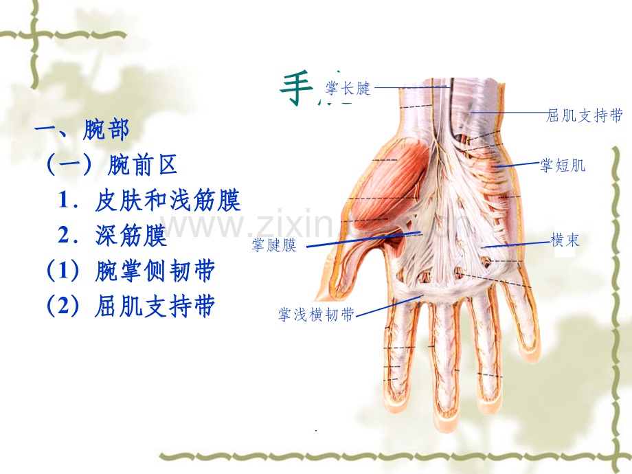 手部解剖及肌肉.ppt_第3页