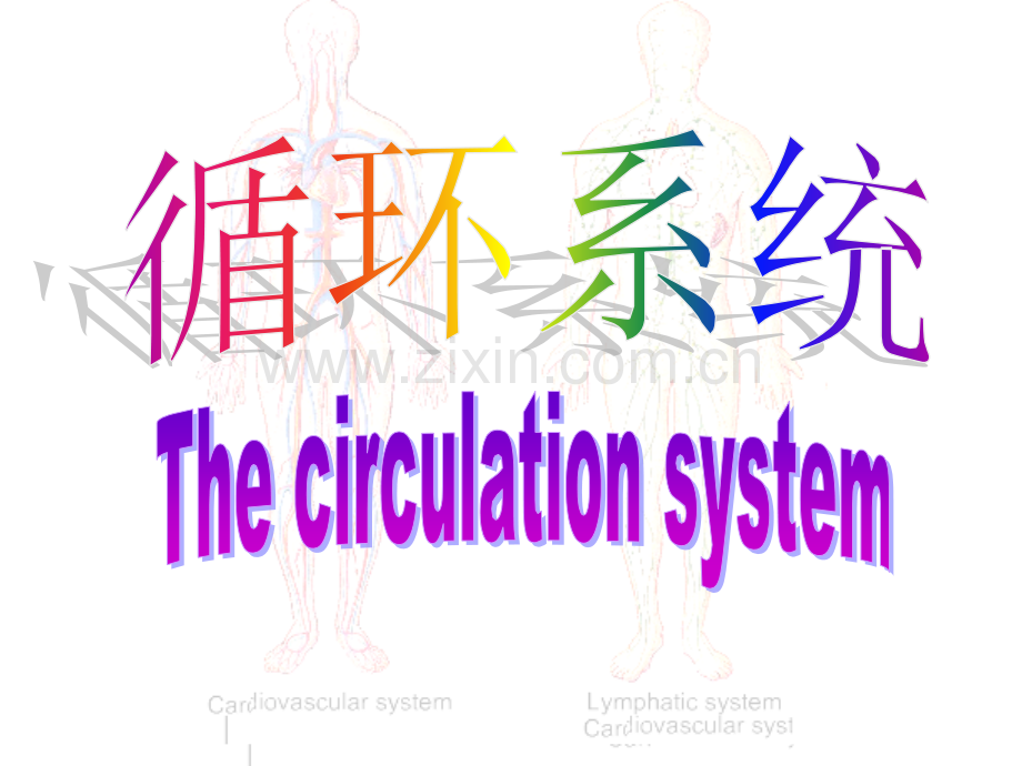 人体解剖学循环系统.ppt_第1页