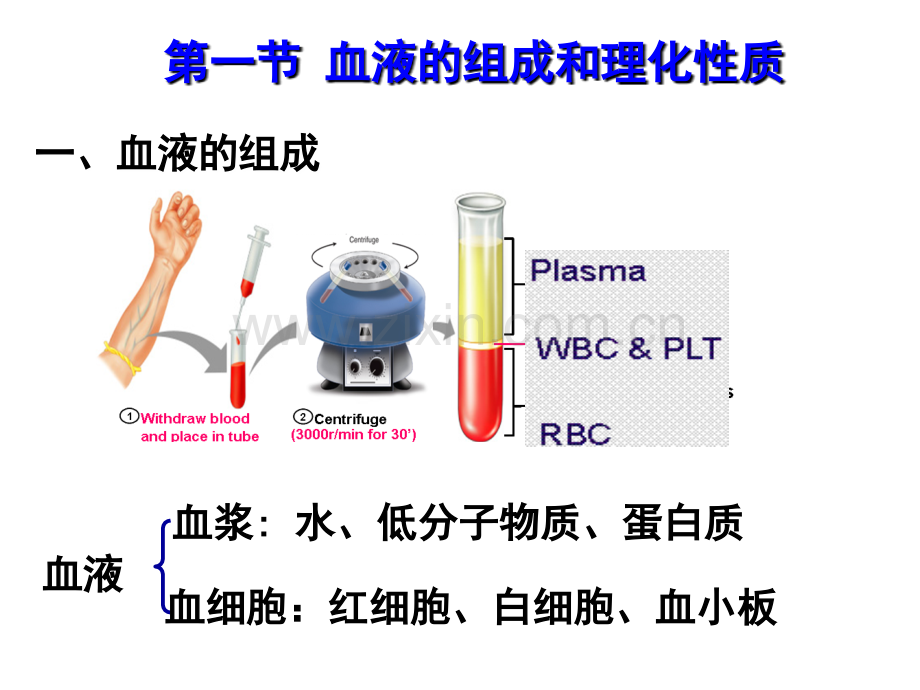 生理学第三章血液课件.ppt_第3页