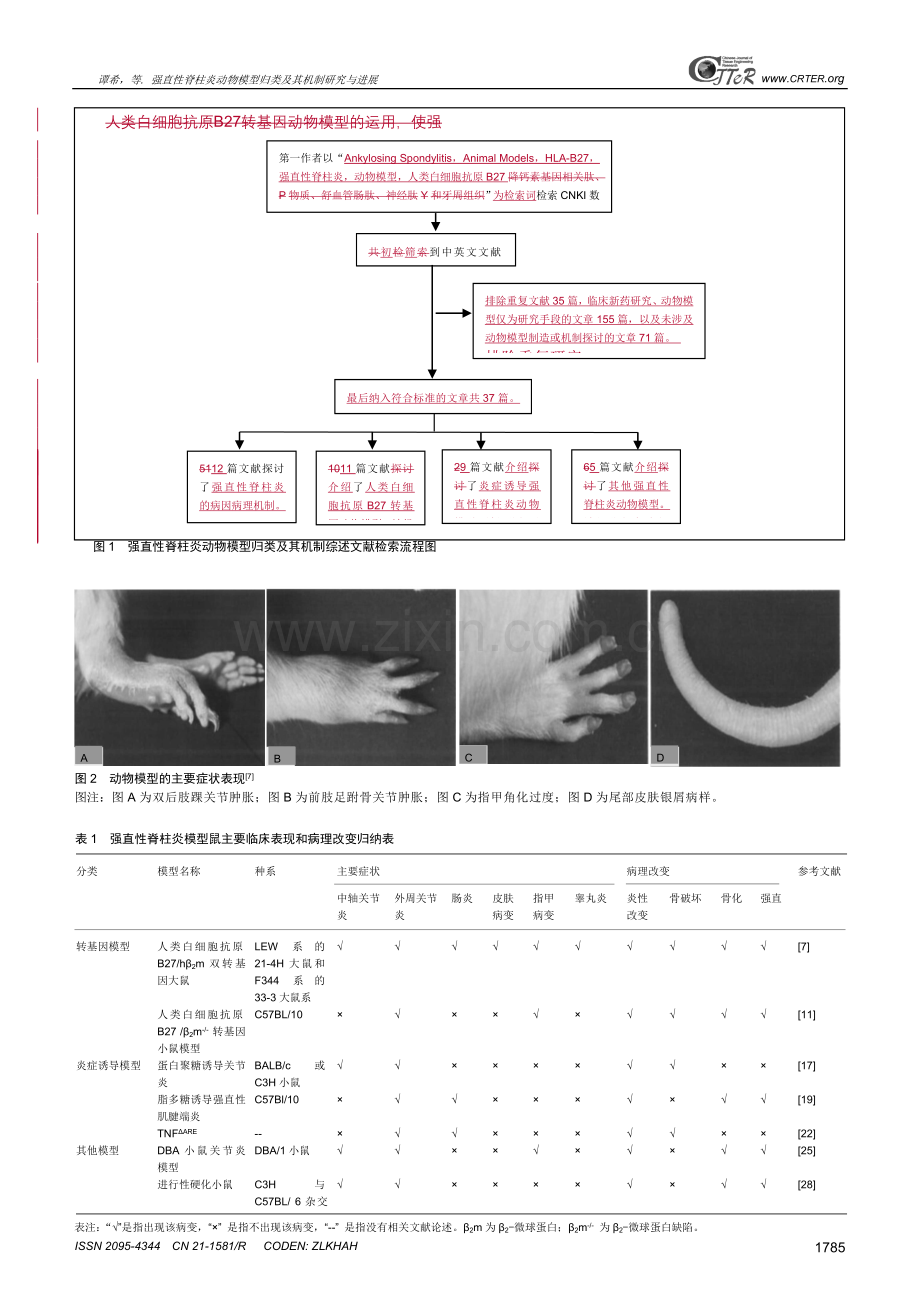 强直性脊柱炎动物模型归类及其机制研究与进展.doc_第3页