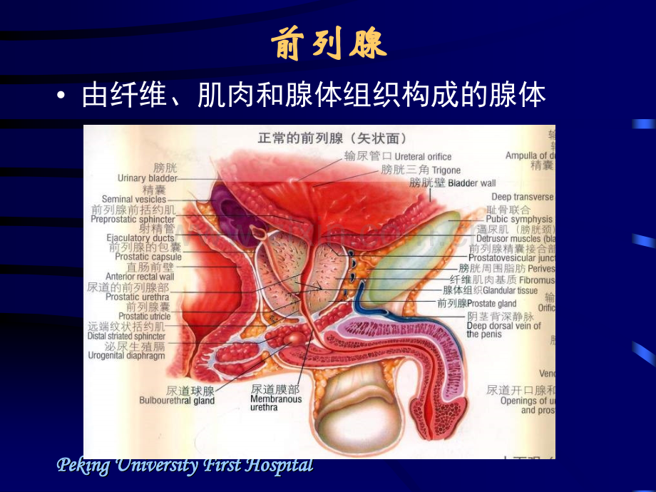 前列腺癌的MRI和MRS诊断王宵英演示课件.ppt_第3页