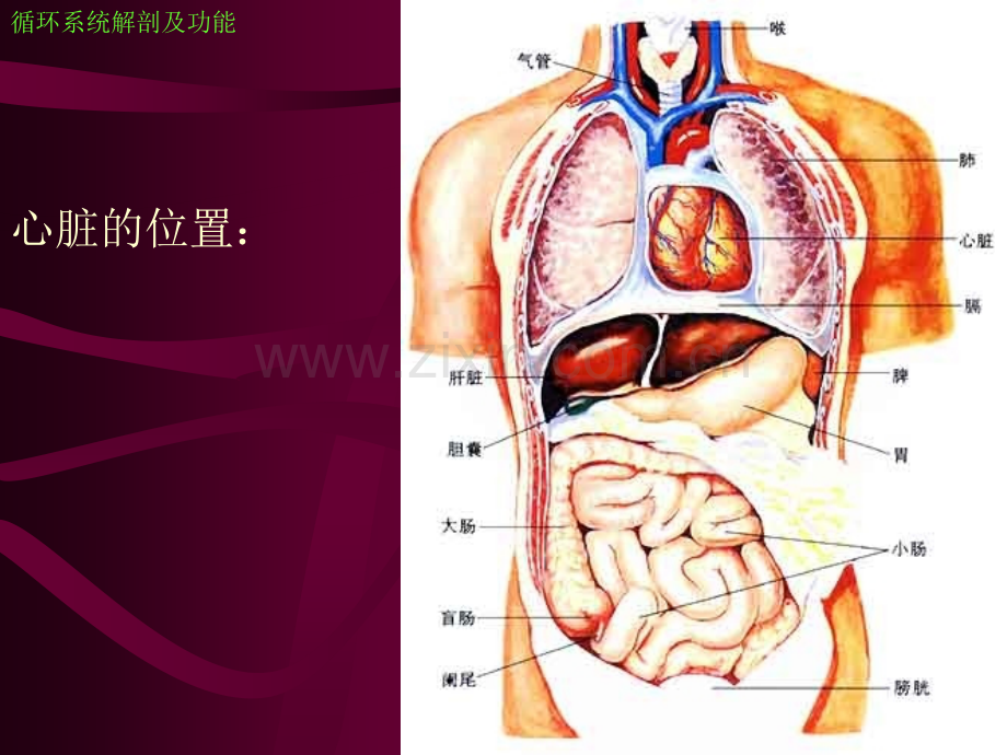 心血管疾病内科护理进展.ppt_第3页