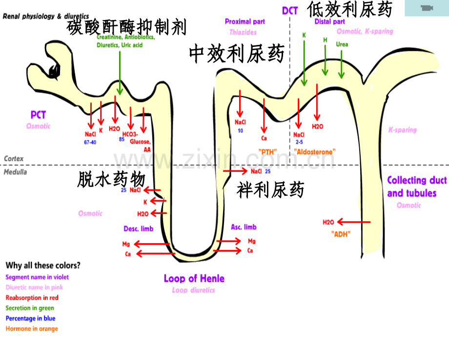 利尿药和脱水药.ppt_第2页