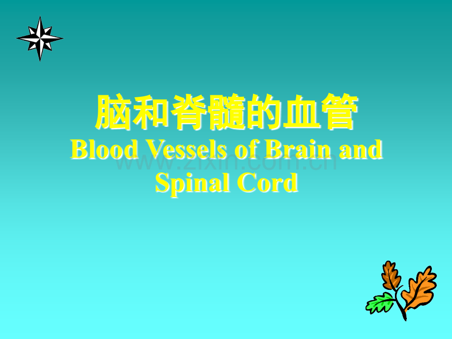 脑和脊髓的血管.ppt_第1页