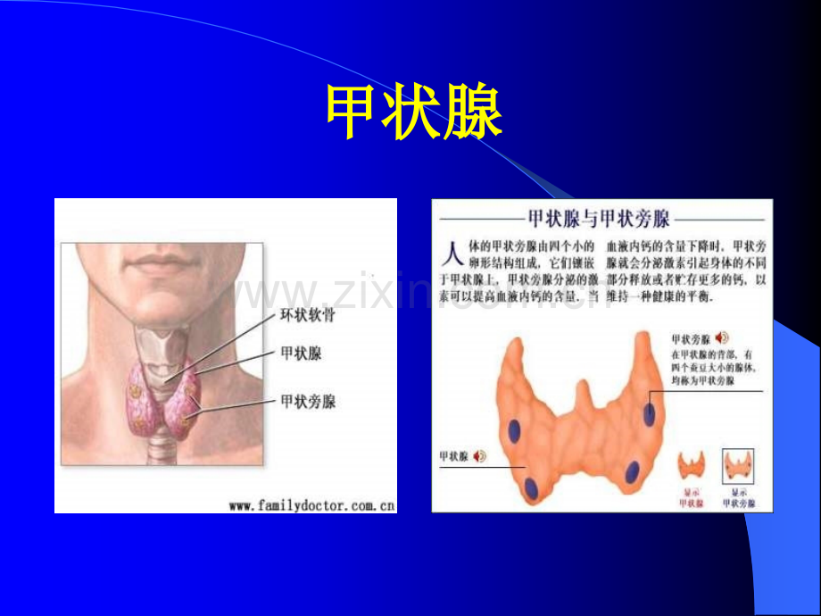 甲状腺结节的诊断和治疗演示课件.ppt_第2页