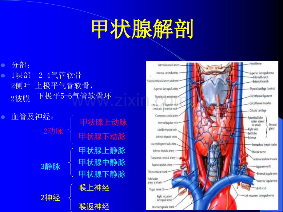 甲状腺结节的诊断和治疗演示课件.ppt_第3页