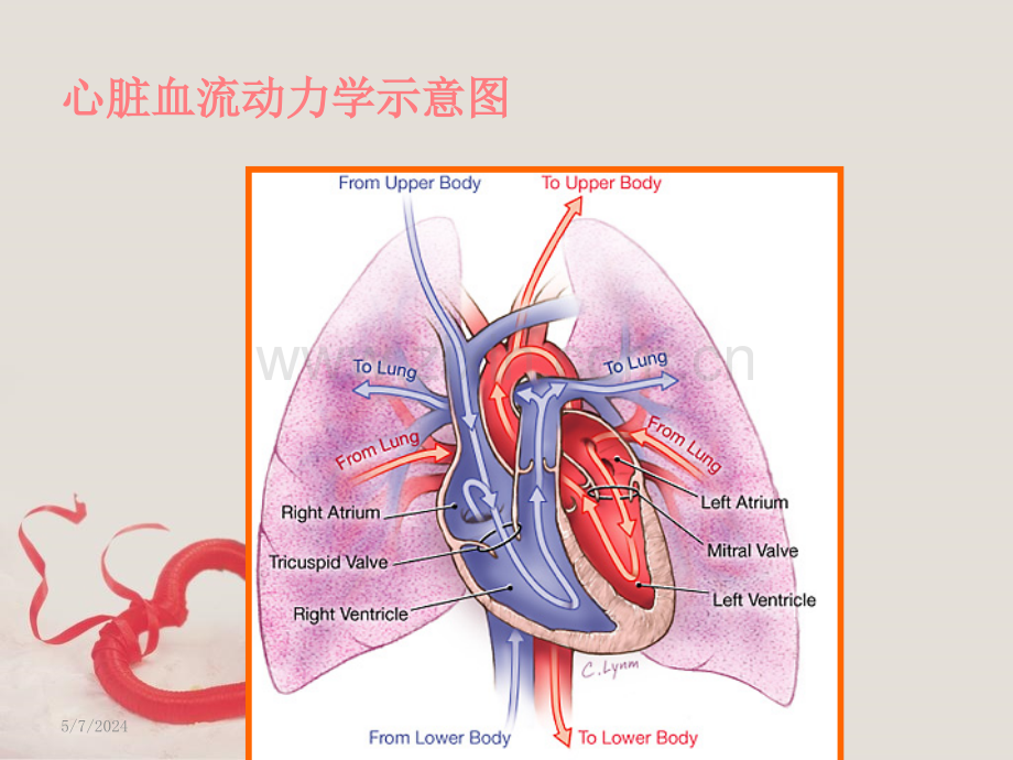 二尖瓣关闭不全的护理查房.ppt_第2页