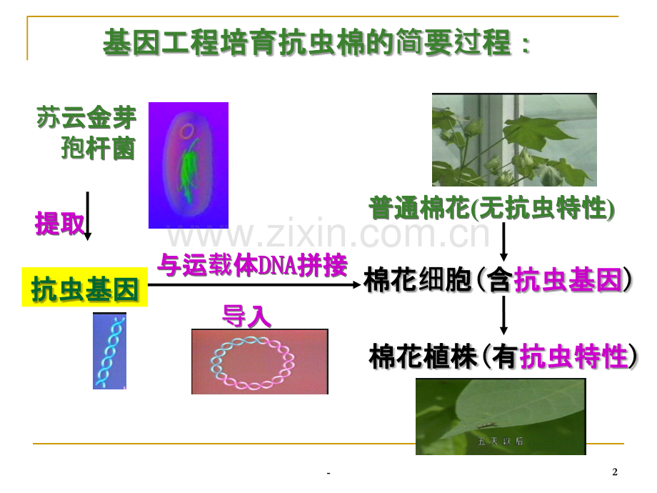 基因工程的基本操作程序.ppt_第2页