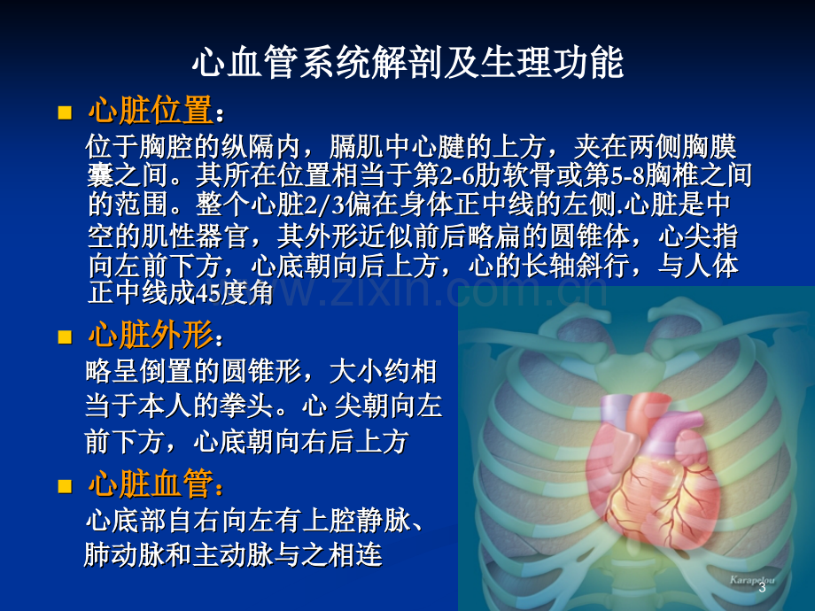 心血管系统解剖及生理功能心血管基础知识.ppt_第3页