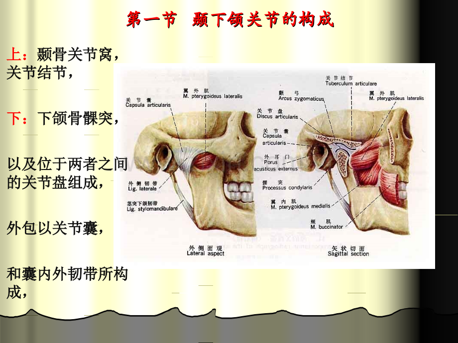 01第一节---颞下颌关节的构成.ppt_第1页