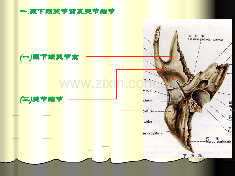 01第一节---颞下颌关节的构成.ppt_第2页