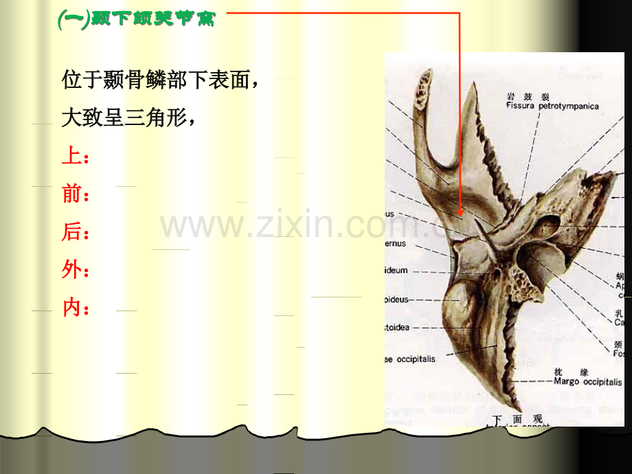 01第一节---颞下颌关节的构成.ppt_第3页