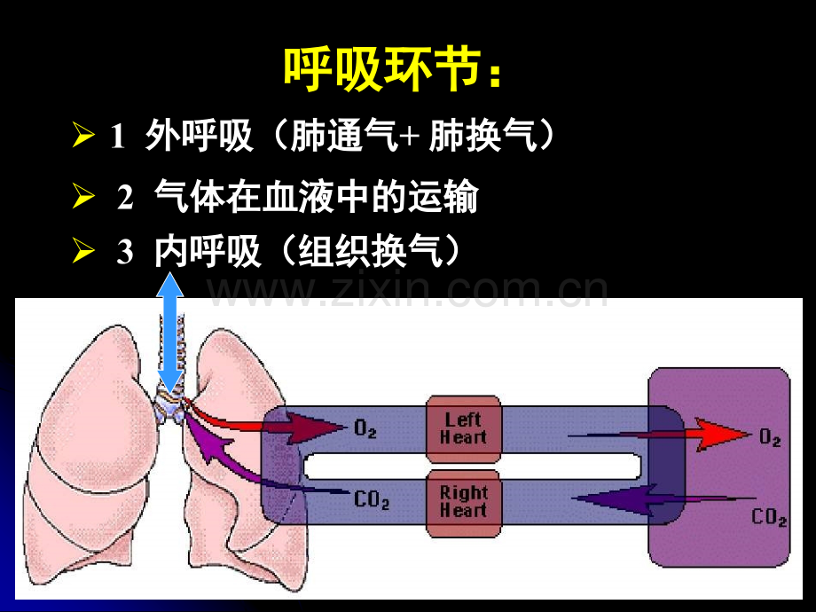 生理学完整课件-呼吸.ppt_第2页