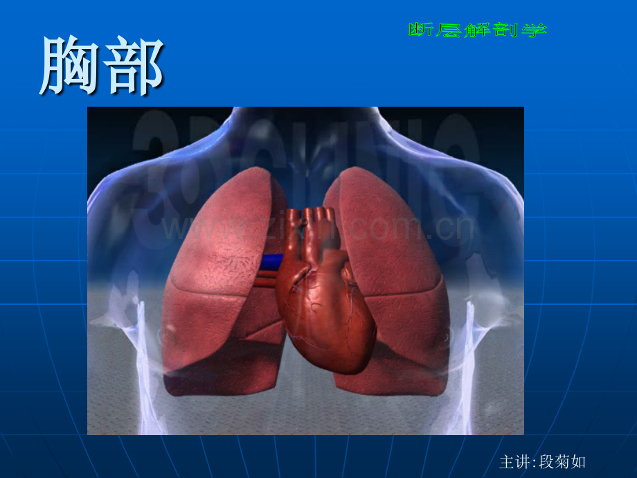 断层解剖学胸部3.ppt_第1页