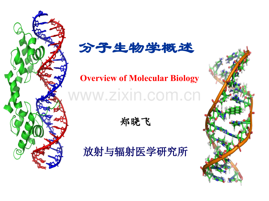 分子生物学概述.ppt_第1页