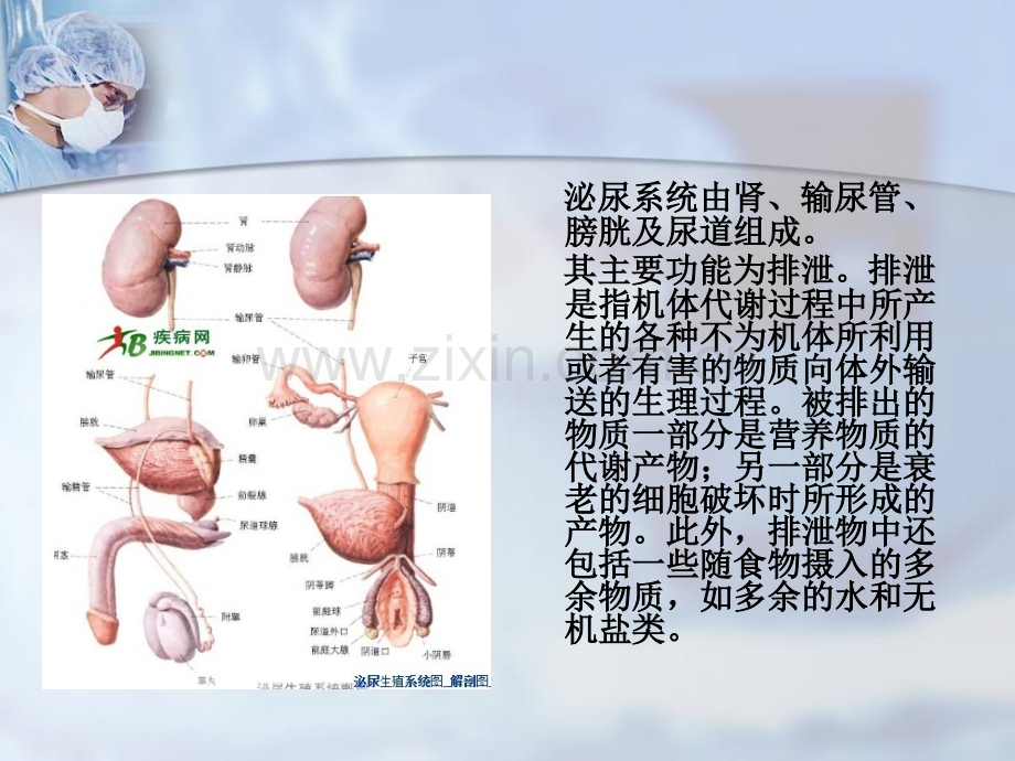 肾损伤病人的护理.ppt_第2页