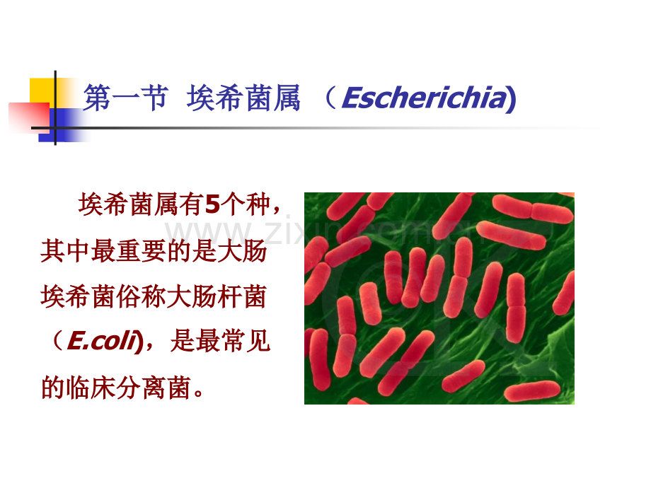 第九章肠杆菌科.ppt_第2页