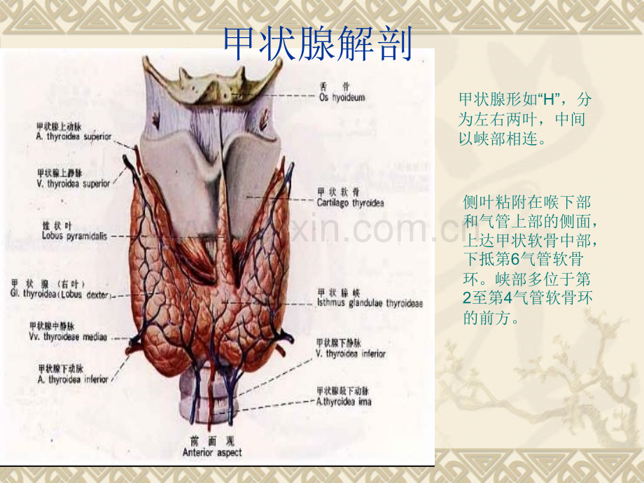 甲状腺常见疾病CT诊断.ppt_第2页