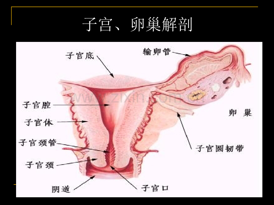 宫颈癌MRI临床应用.ppt_第3页