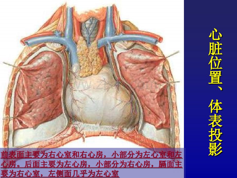 心血管系统体格检查.ppt_第3页