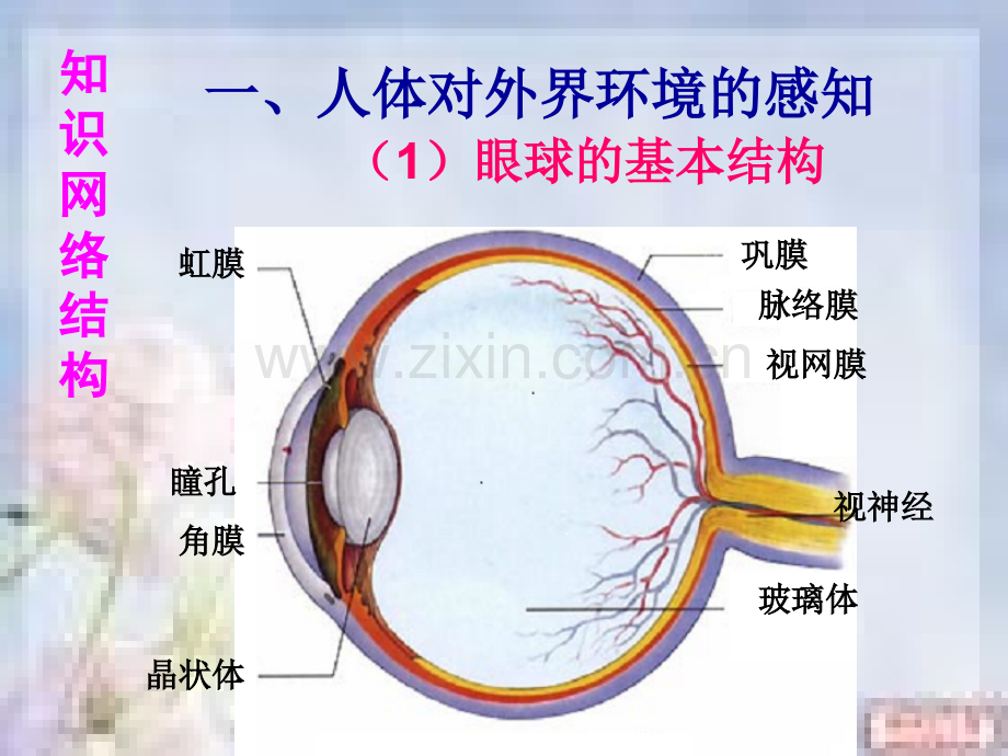 人体生命活动的调节.ppt_第3页