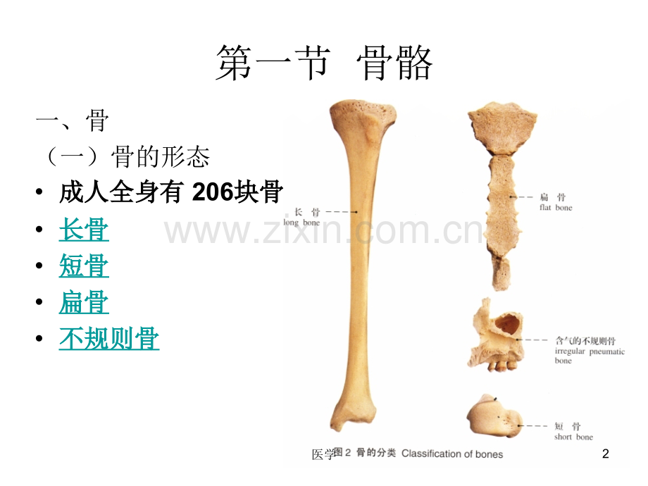 《人体解剖学》运动系统.ppt_第2页