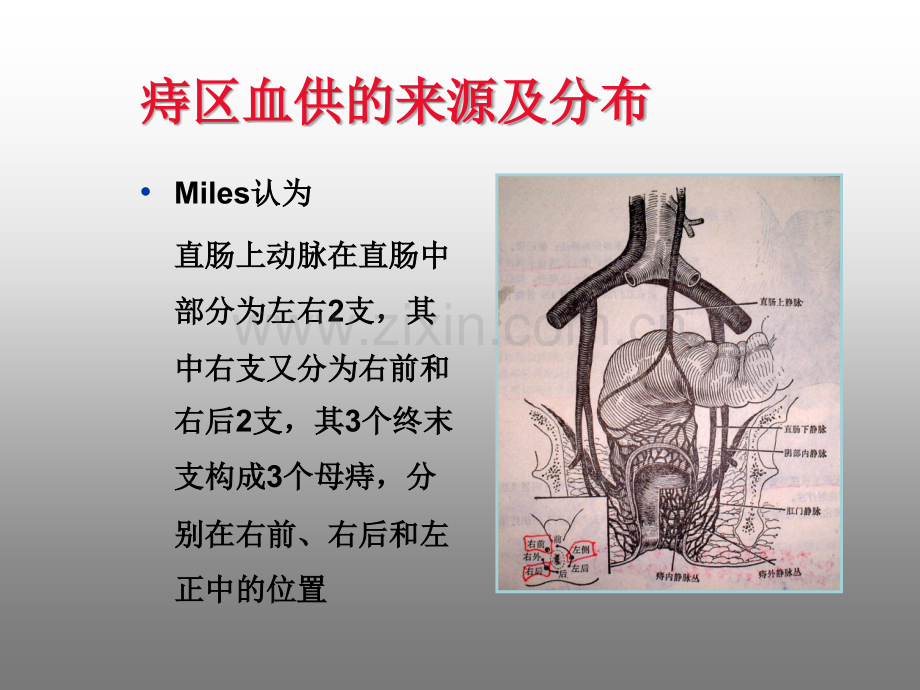 肛垫下移学说与PPH手术.ppt_第3页