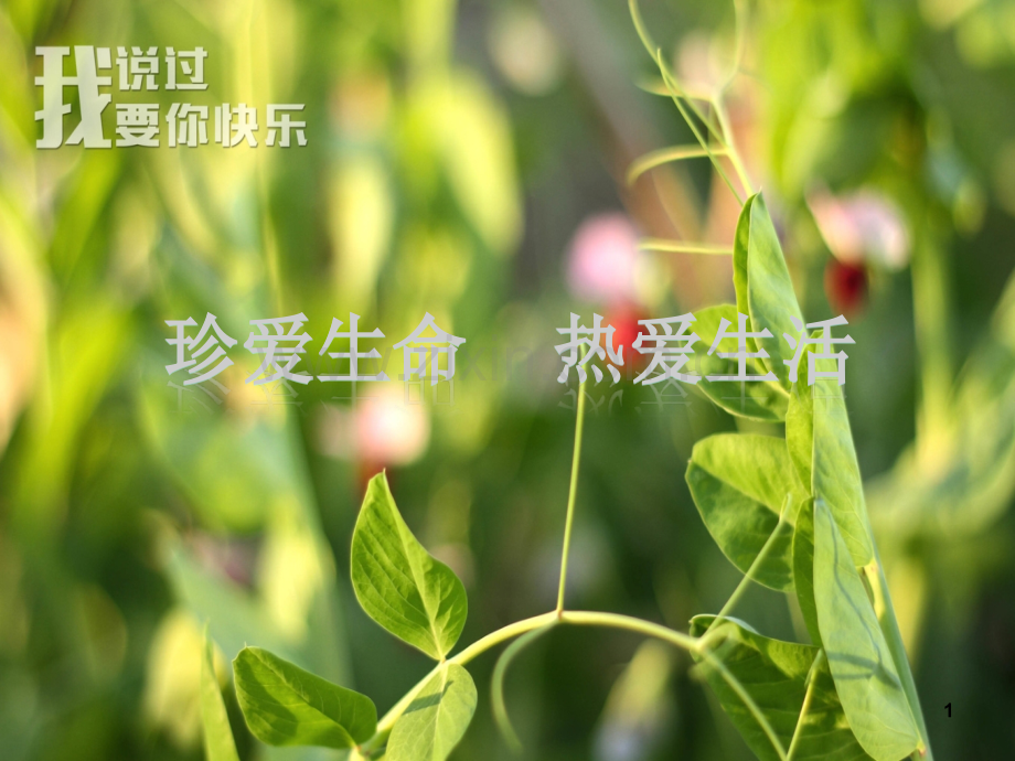 珍爱生命素材.ppt_第1页