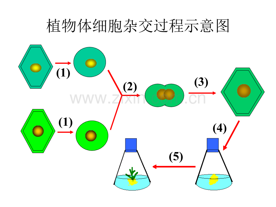 优质课动物细胞融合与单克隆抗体用.ppt_第3页