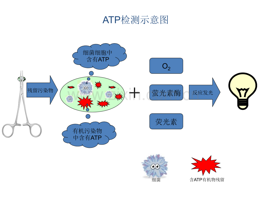 ATP检测讲解.ppt_第3页