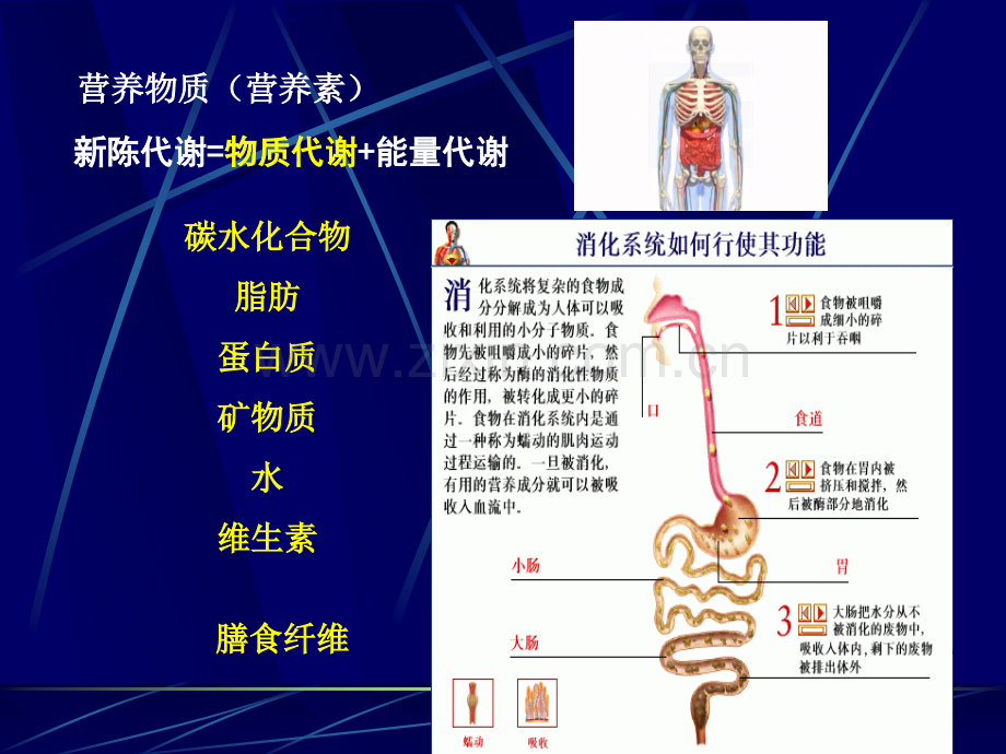 《人体解剖生理学》第七章：呼吸系统第八章：消化系统.ppt_第2页