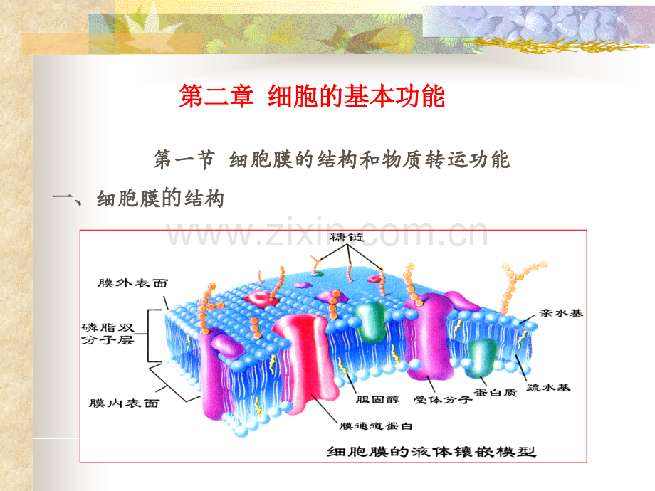 生理学——细胞.ppt_第1页