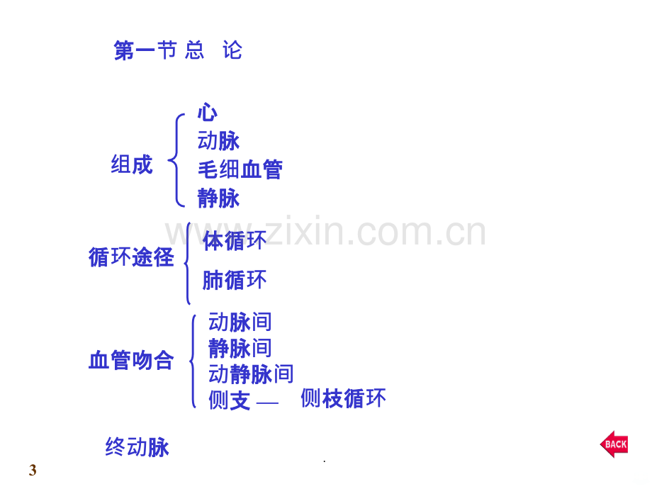 心血管系统解剖学(2).ppt_第3页