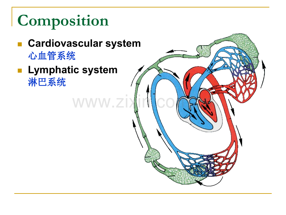心血管系统英文.ppt_第2页