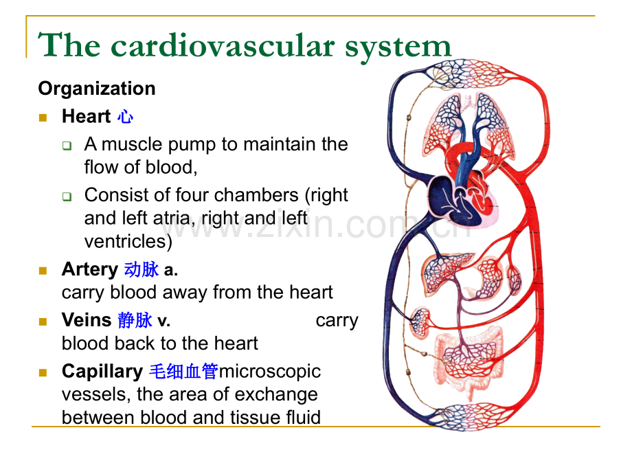 心血管系统英文.ppt_第3页