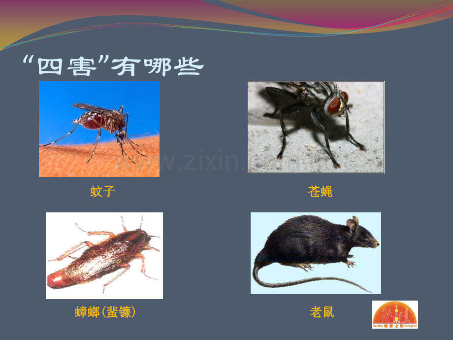 家庭除四害知识讲座.ppt_第2页