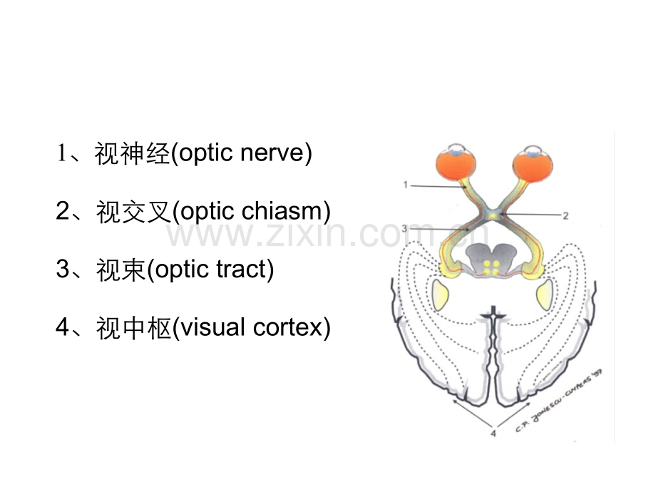 第十二章视神经和视路疾病.ppt_第3页