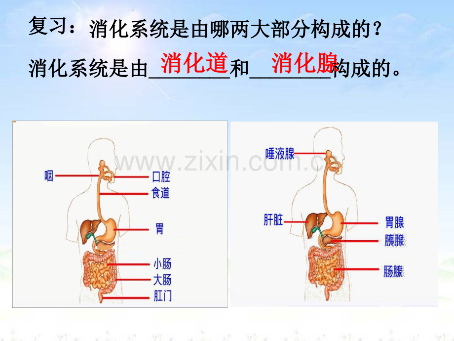 呼吸道对空气的处理2.ppt_第2页