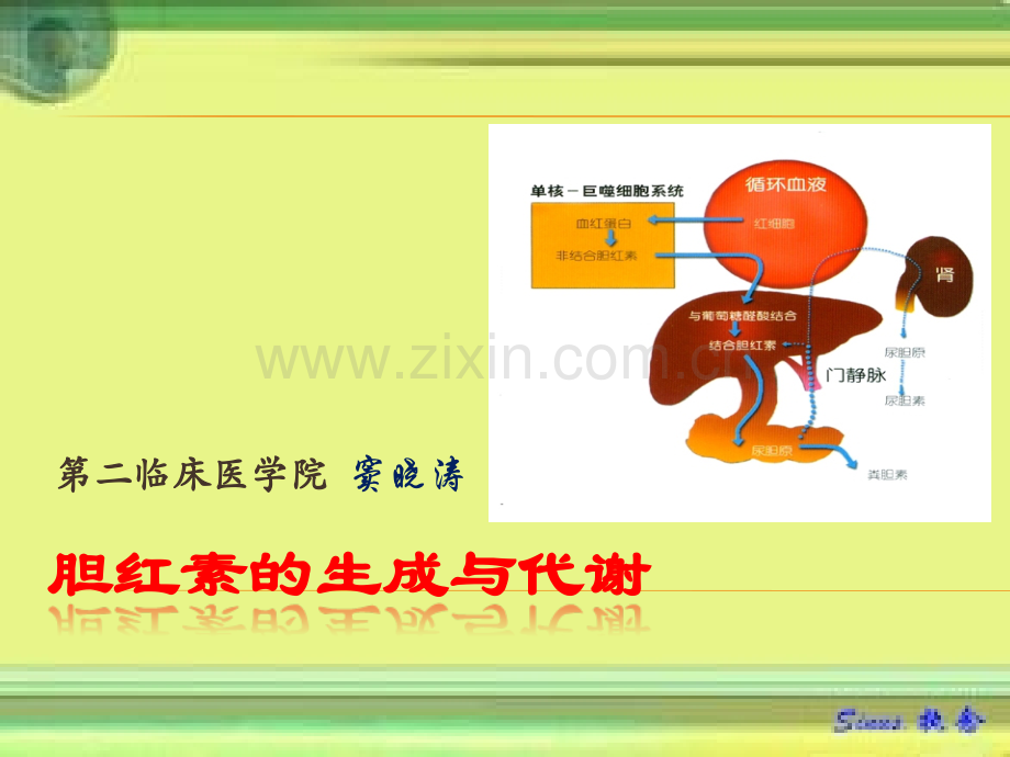 胆红素的生成代谢(供office07+版).pptx_第1页