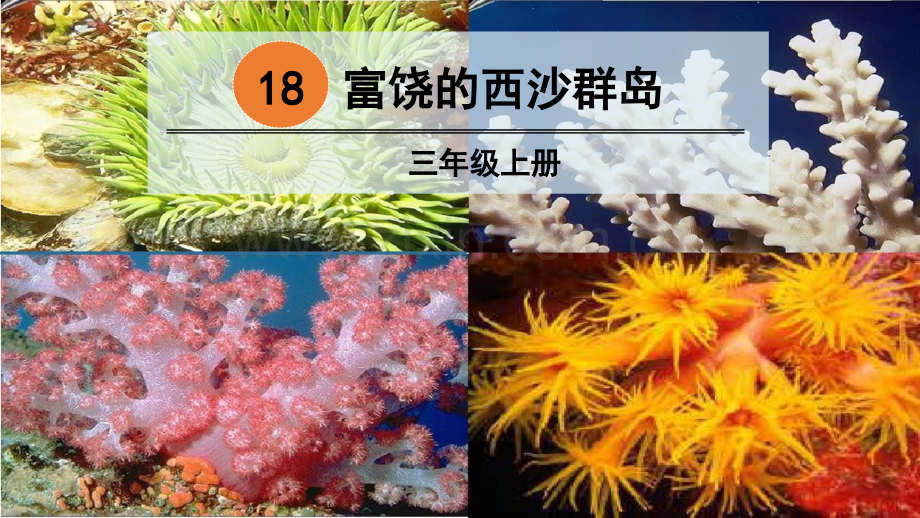 18-富饶的西沙群岛.pptx_第2页