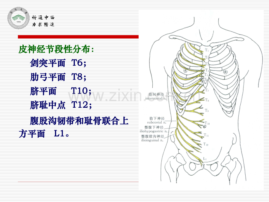 4医用局部解剖学腹前外侧壁(彭).ppt_第3页